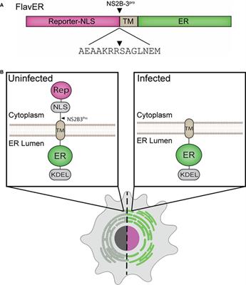 Dual-fluorescent reporter for live-cell imaging of the ER during DENV infection